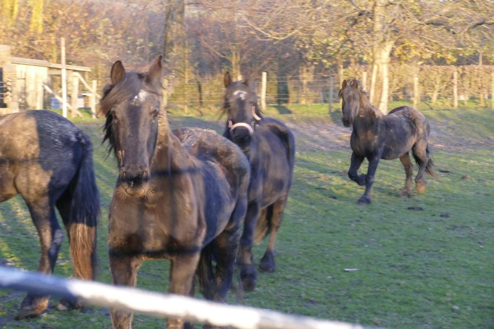 Meschermolen, Overnachten In De Schuur Eijsden Dış mekan fotoğraf