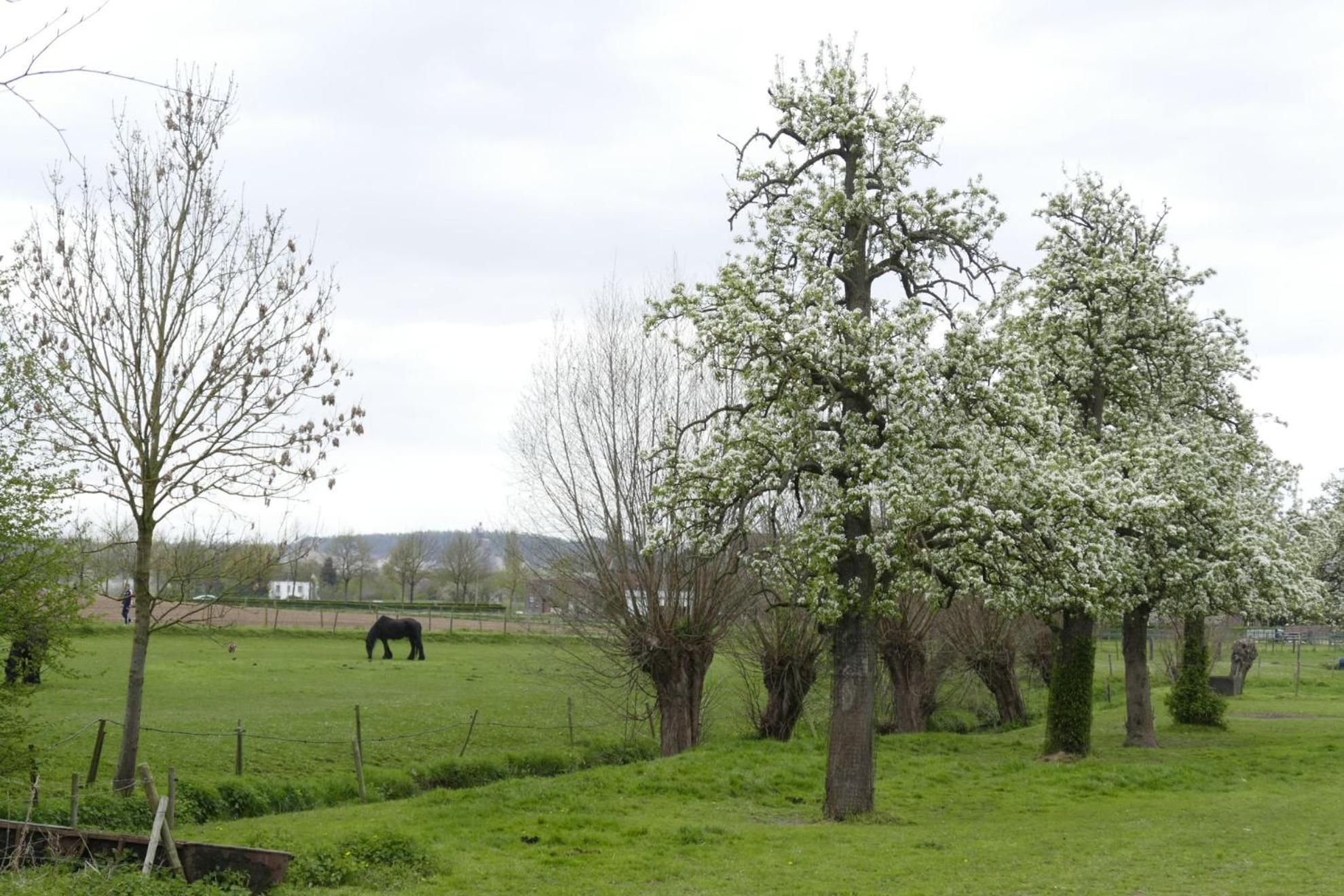 Meschermolen, Overnachten In De Schuur Eijsden Dış mekan fotoğraf